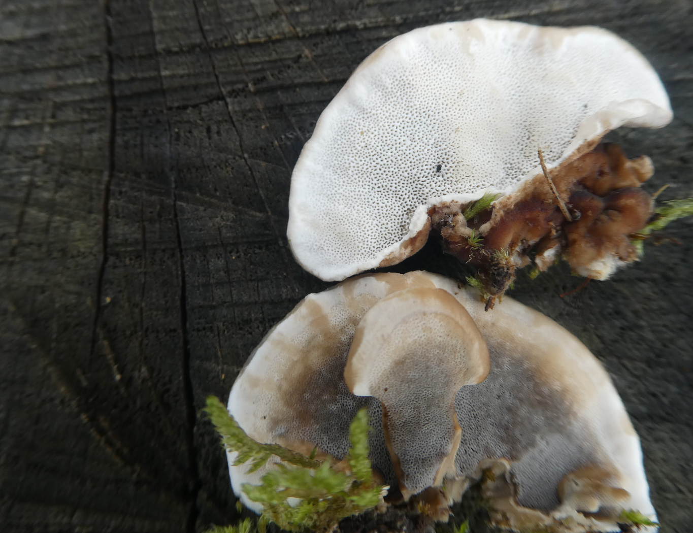Photo by Jim Wills Trametes versicolor by Jim Wills